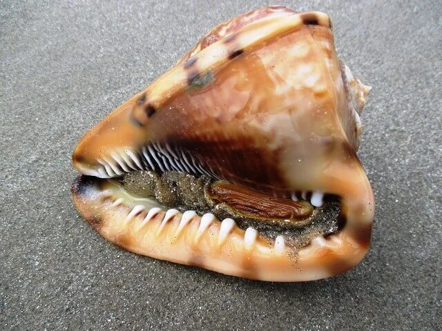Concha grande de crustaceo